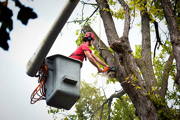 Palm Tree Trimming in New Madrid, MO